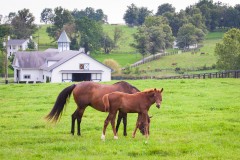 What You Need to Know About Surrogacy in Kentucky